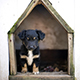 Doghouse thumbnail