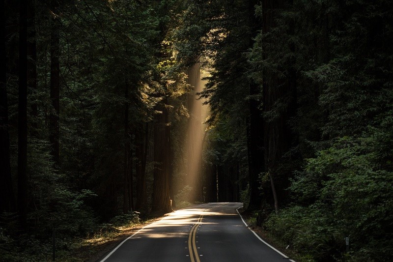 Sunbeam on a road in a forest