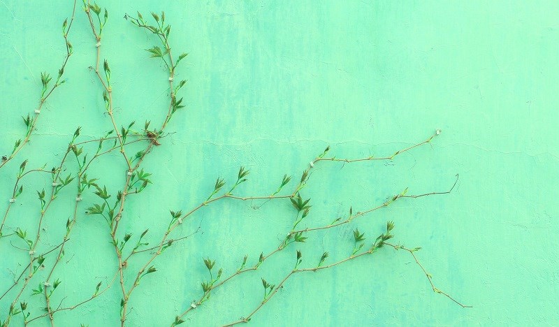 Vines on wall